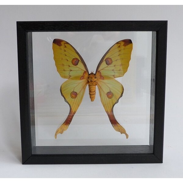 Argema mittrei - komeetstaartvlinder (vrouw)