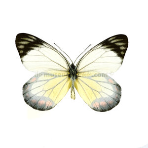 Delias hyparete - upperside