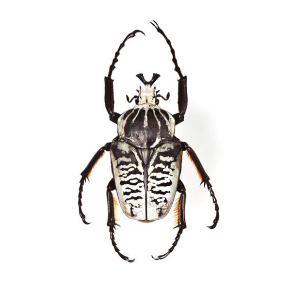 Goliathus albosignatus (man) ongeprepareerd