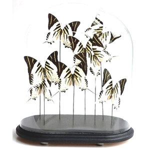 Antike Glasglocke mit Präparierte Schmetterlinge - Graphium androcles