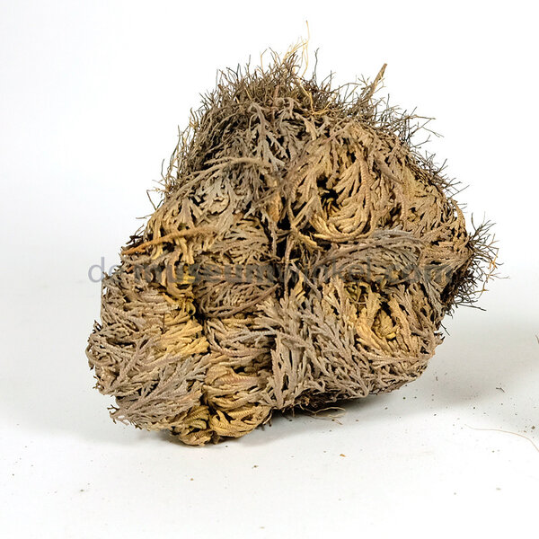 The Rose of Jericho big