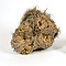 The Rose of Jericho big