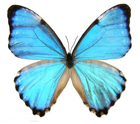 Morpho portis - DeMuseumwinkel.com