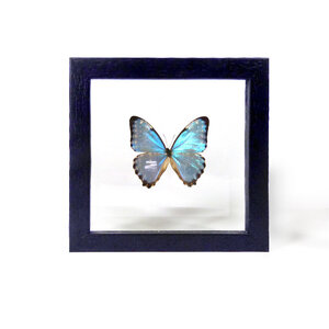 Morpho portis - DeMuseumwinkel.com