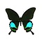 Papilio karna