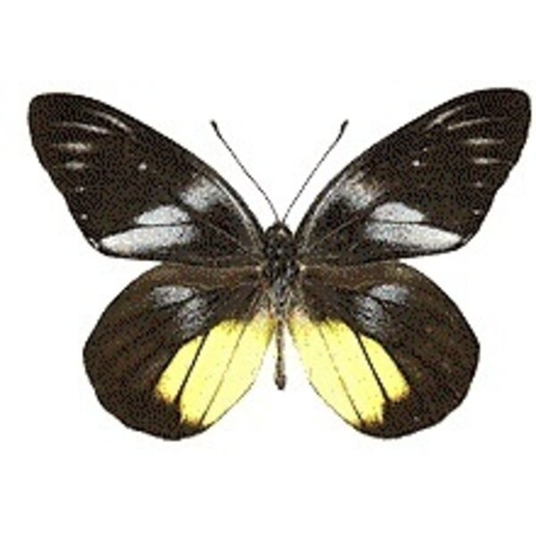 Delias henningia - Kopfseite