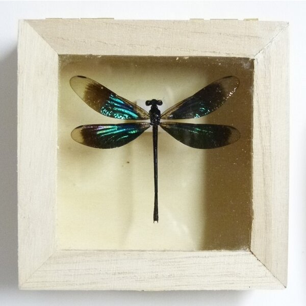 Euphaea refulgens - Libelle