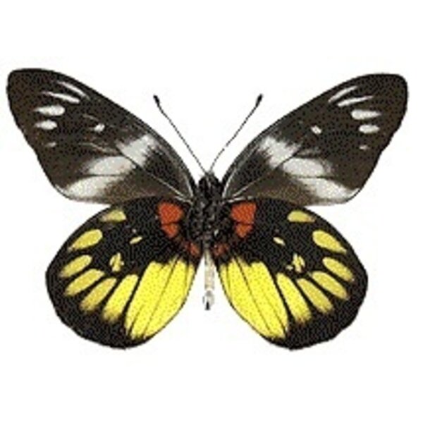 Delias henningia - Unterseite