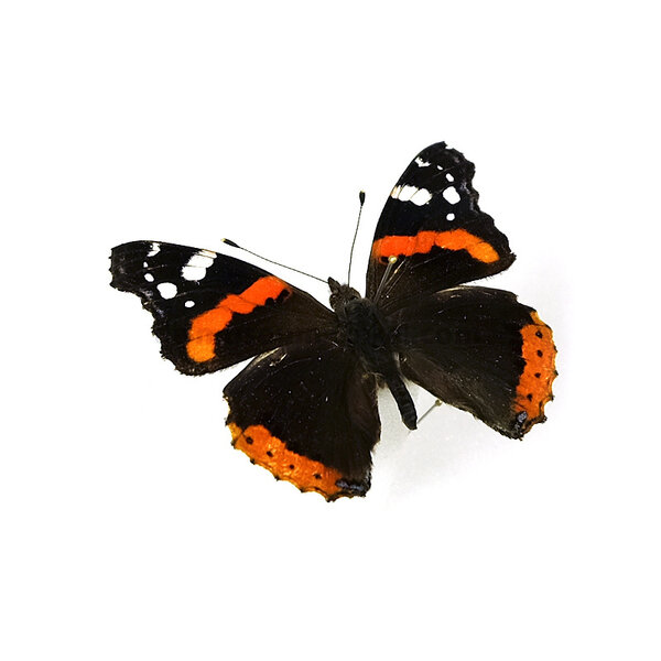 Vanessa atalanta - rote Admiral