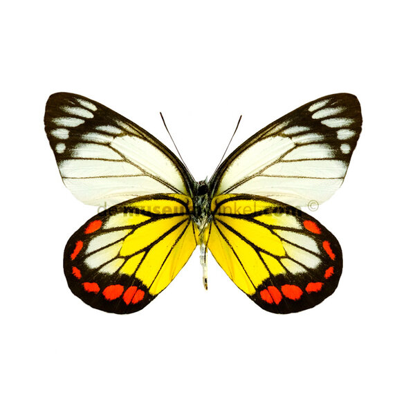Delias hyparete - onderkant