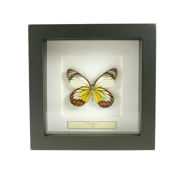 Delias hyparete - onderkant