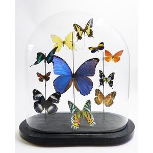 Antike Glasglocke mit einer Vielzahl von Präparierte Schmetterlinge