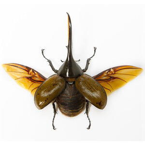 Dynastes hercules - Hercules-Käfer fliegend