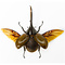Dynastes hercules - Hercules-Käfer fliegend