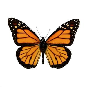 Danaus plexippus sp. - monarch butterfly