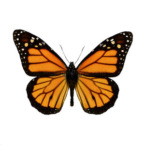 Danaus plexippus sp. - monarchvlinder