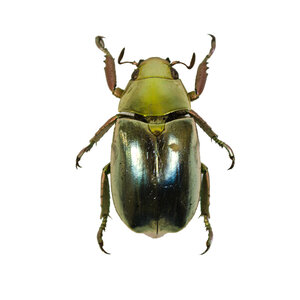 Chrysina resplendens - Goldenen Käfer