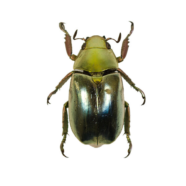 Chrysina resplendens - golden scarab beetle - DeMuseumwinkel.com