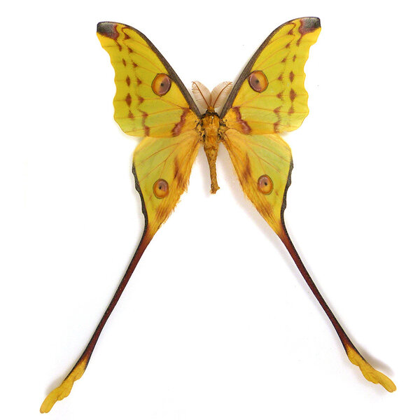 Argema mittrei - comet moth (male)