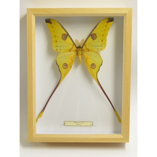 Argema mittrei - komeetstaartvlinder (man)