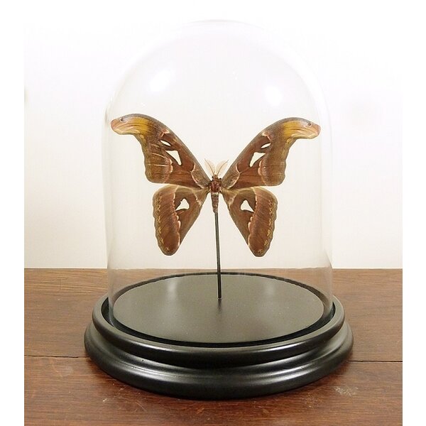 Glass dome with mounted butterfly - Attacus atlas - Atlas moth