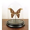 Glass dome with mounted butterfly - Attacus atlas - Atlas moth