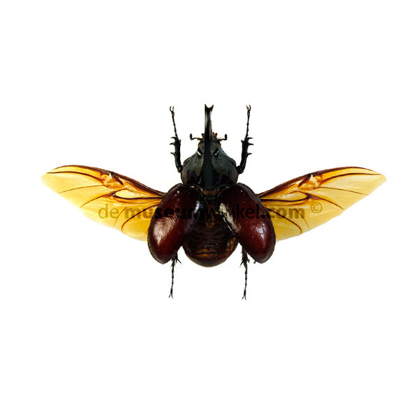 Xylotrupes gideon - fliegend