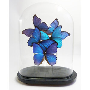 Antike Glasglocke mit Präparierte Schmetterlinge - Morpho didius