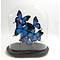 Glass dome with mounted butterflies - Papilio ulysses