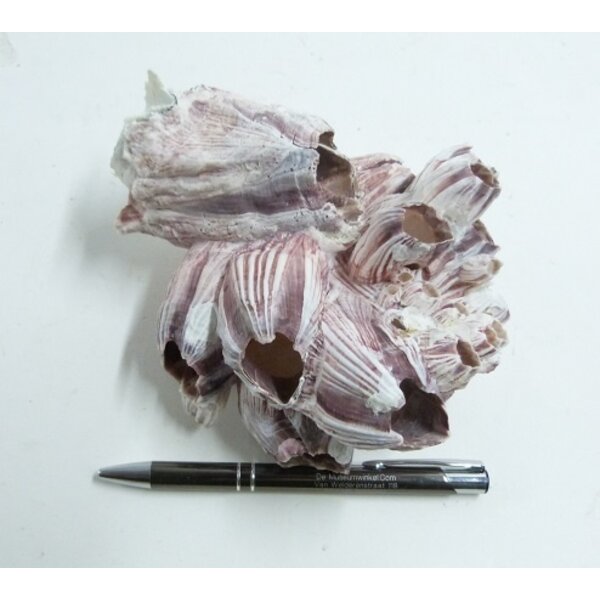 Barnacle cluster (S)