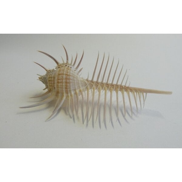 Murex pecten (M) - Venuskam