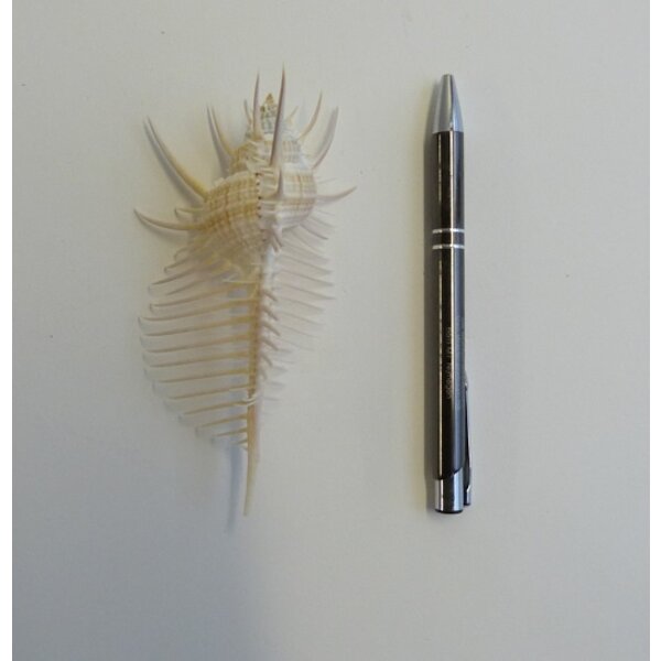 Murex pecten (M) - Venuskamm