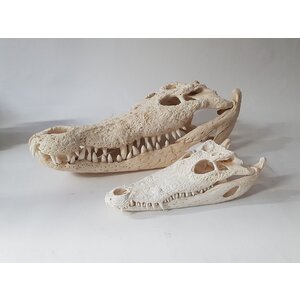 Schädel eines siamesischen Krokodils +/- 55 cm