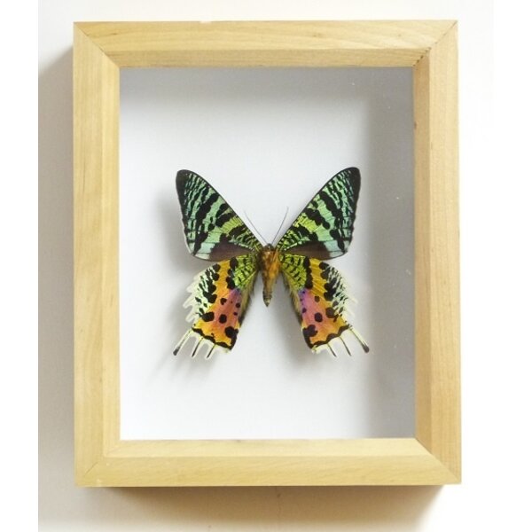 Insectendoos hout 15x18 cm