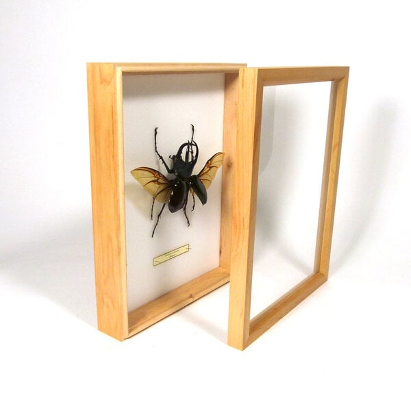 Insectendoos hout 23x30 cm