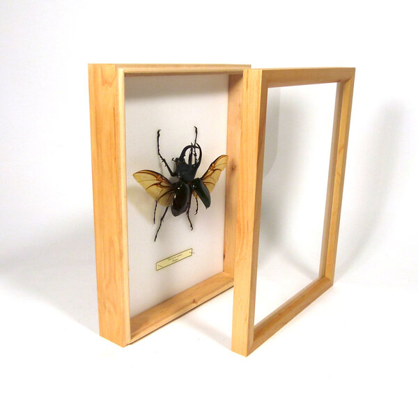Insektenschachtel Holz  23 x 30 x 5.50 cm
