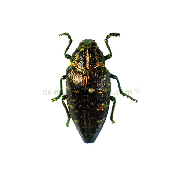 Polybothris sumptuosa gemma - Jewel Beetle metallic blue