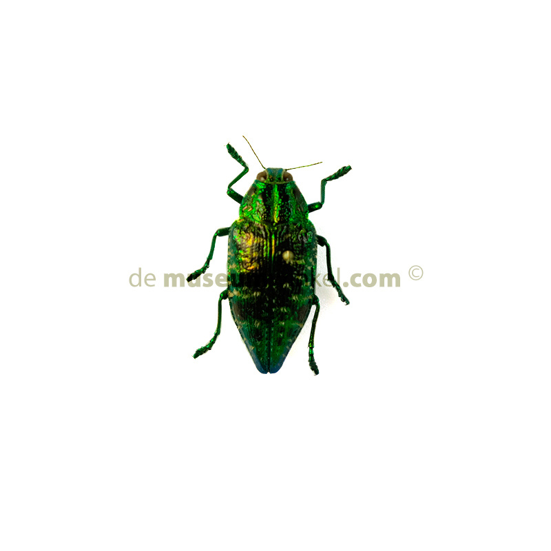 Beetle, Polybothris Sumptuosa Gema, Jewel Beetle - Nātür Showroom