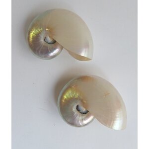 Polished nautilus shell S