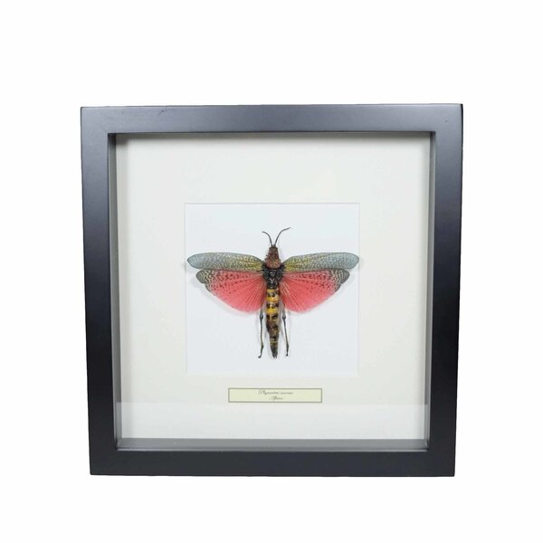 Phymateus saxosus - sprinkhaan