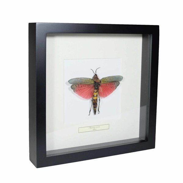 Phymateus saxosus - Heuschrecke