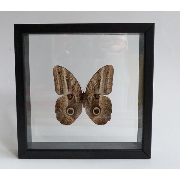 Caligo sp. - owl butterfly