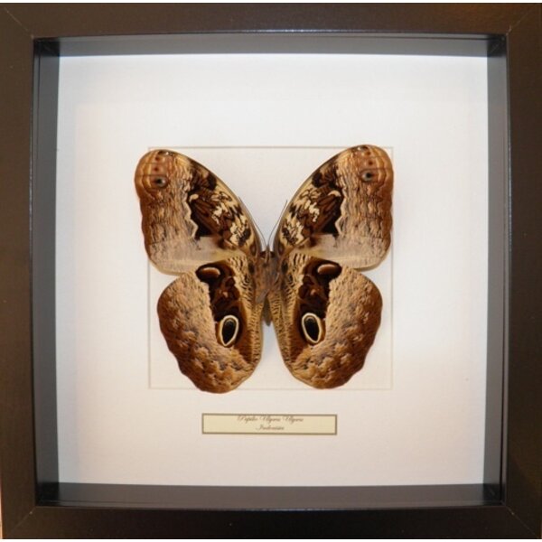 Caligo sp. - Bananenfalter