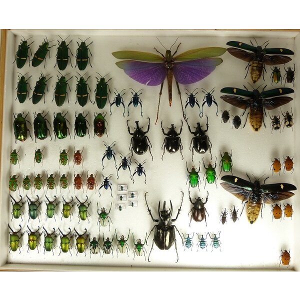 Megaloxantha nigricornis - vliegend