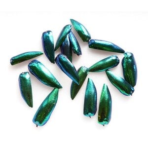 Jewel beetle shells - per 10 pieces