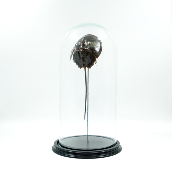Horseshoe crab in a glass dome