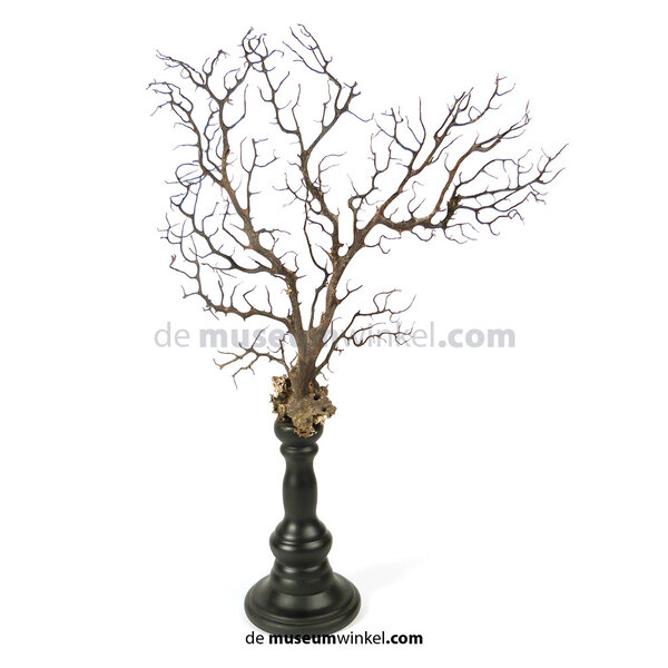 Dried sea fane (M) on stand