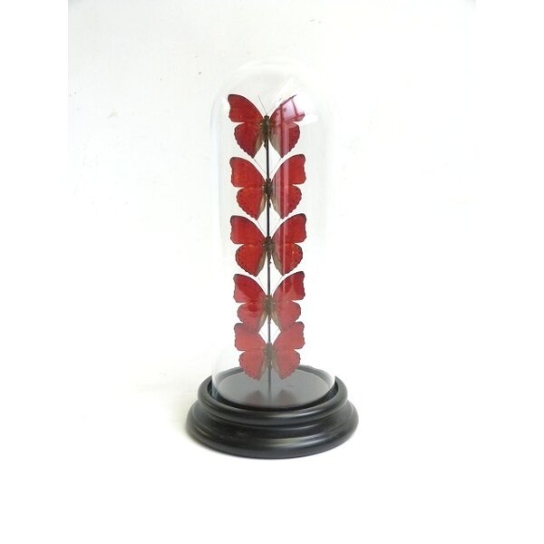 Glasglocke mit Präparierte Schmetterlinge - Cymothoe sangaris