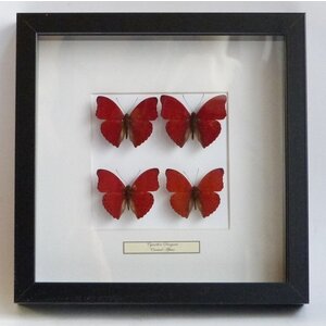 Präparierte rote Schmetterlinge (4) im exklusiven schwarzen Holzrahmen - Cymothoe sangaris