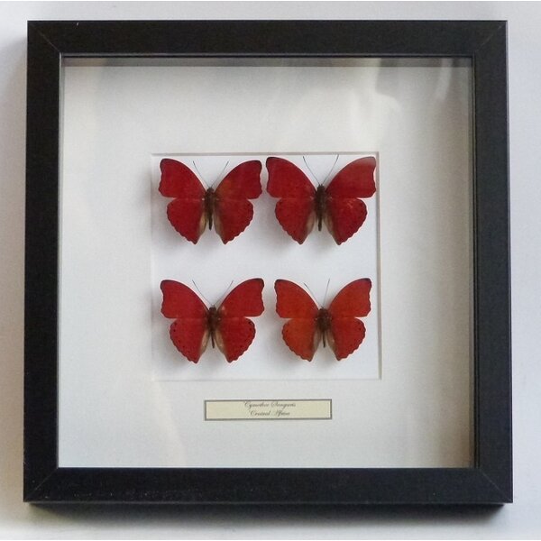 Mounted red butterflies (4) in exclusive black wooden frame - Cymothoe sangaris